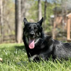 Animal People Dog Boarding & Day Care - Our German Shepherd, Addie, laying out in the yard.