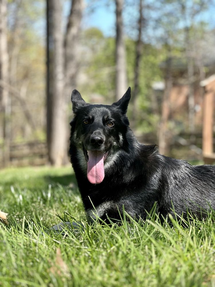 Animal People Dog Boarding & Day Care - pet boarding facility in Charlotte, NC