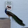 Floyd Lamb Park At Tule Springs gift card
