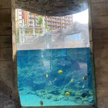 Rainbow Reef - Aquariums Near Me Rainbow Reef - Aquariums Near Me