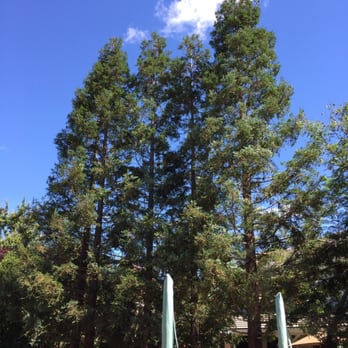Timberland Tree Care - Tree Services Near Me