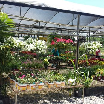 Banting's Nursery - Nurseries & Gardening Near Me - Bridge City, Louisiana Banting's Nursery - Nurseries & Gardening Near Me - Bridge City, Louisiana