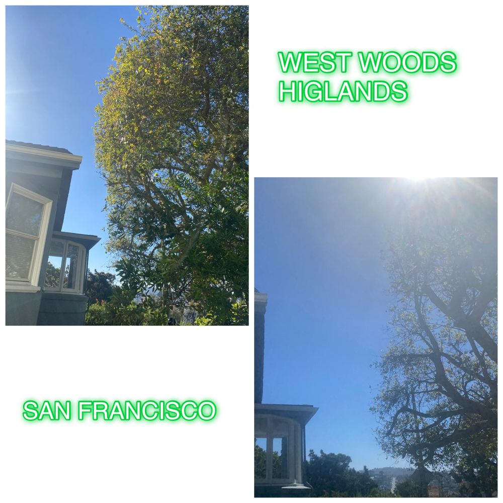 The Dog Professional Tree Service - tree service in San Francisco, CA