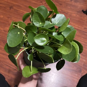 Rainbow - Pancake plant - Nurseries & Gardening Near Me - Rosemead, California