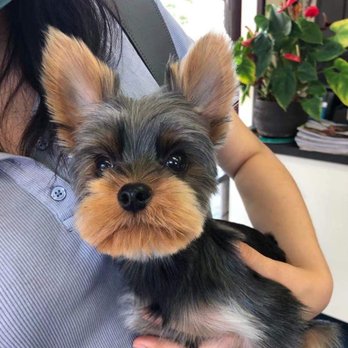 Kiyomi Pet - JoJo - Pet Groomers Near Me - San Gabriel, California