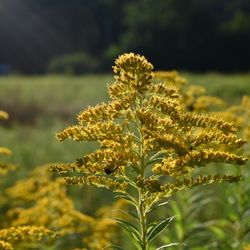 North River Wildlife Sanctuary