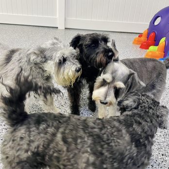 Pawparazzi Pet Resort - The schnauzer crew - Pet Training Near Me - Los Angeles, California Pawparazzi Pet Resort - The schnauzer crew - Pet Training Near Me - Los Angeles, California