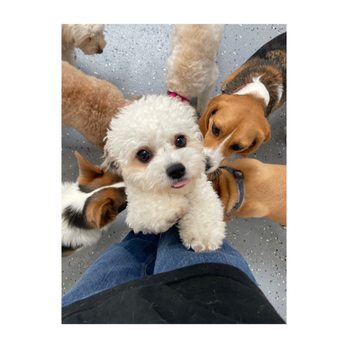 Wuff Dog Training - Monet - Pet Training Near Me