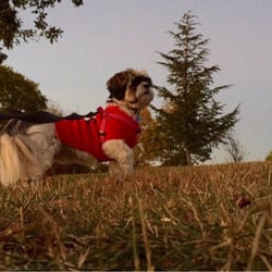 Brooktree Park - My dog looking far away for a friend dog