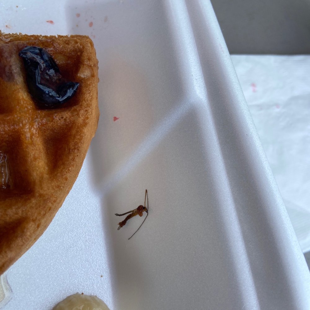 Yankee Diner - a waffle and a banana on a styrofoam tray - Diners Near Me - Charlton, Massachusetts