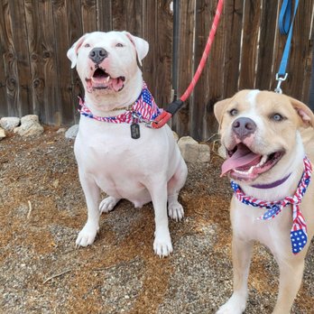 Canine Territory - Pet Sitting Near Me - Tucson, Arizona Canine Territory - Pet Sitting Near Me - Tucson, Arizona