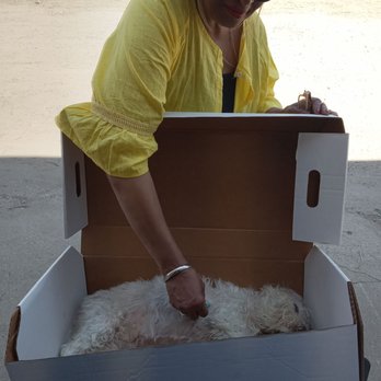 Cherished Pets Remembered - We did a ceremony on Angelina with crystals the last thing that touched her - Pet Cremation Services Near Me - Justice, Illinois Cherished Pets Remembered - We did a ceremony on Angelina with crystals the last thing that touched her - Pet Cremation Services Near Me - Justice, Illinois