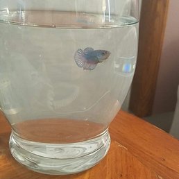 My beautiful betta, her name is Fishie. My beautiful betta, her name is Fishie.