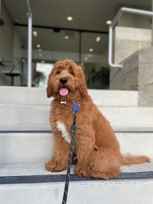 Lucky's Pet Care by null