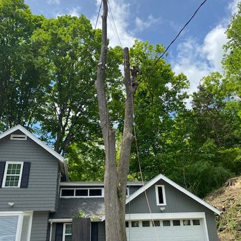 Westchester Environmental Tree Service - We use professional tree climbers with years of experience for our services- - Tree Services Near Me - Somers, New York Westchester Environmental Tree Service - We use professional tree climbers with years of experience for our services- - Tree Services Near Me - Somers, New York