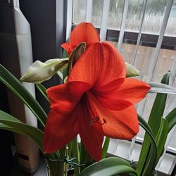 Heights Flower Shoppe
