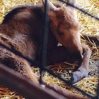 907 Tours - A baby moose! - Tours Near Me