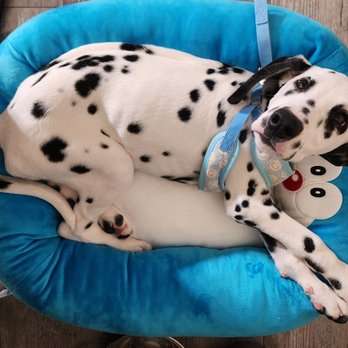 Puppy In Style - Pet Stores Near Me - Los Angeles, California