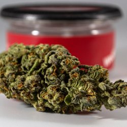 Surterra Wellness - Miami Beach - Strain 28% not bad