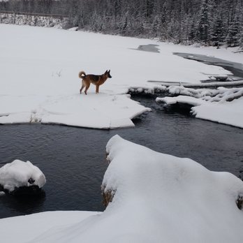 University Lake Dog Park - Elsa loves the snow! - Dog Parks Near Me - Anchorage, Alaska University Lake Dog Park - Elsa loves the snow! - Dog Parks Near Me - Anchorage, Alaska