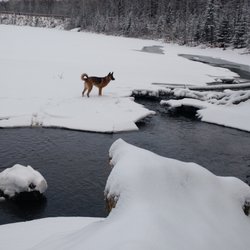 University Lake Dog Park - Elsa loves the snow!