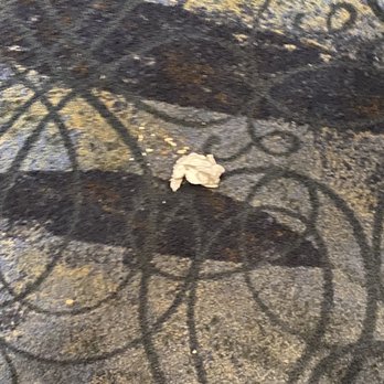 Margaritaville Resort Cape Cod - Tissue in the elevator. - Resorts Near Me - Hyannis, Massachusetts