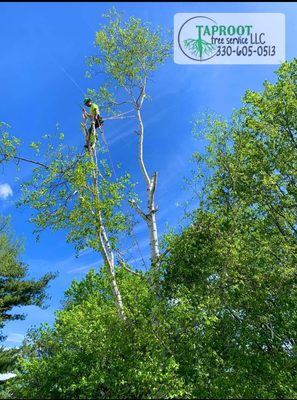 Tree Removal & Pruning - The team at Taproot Tree Care excels at trimming and pruning trees for optimal health and beauty. We're able to trim trees of all sizes throughout Stark County, Ohio. Our tree trimming and pruning services include Emergency services, hazardous tree and branch removal, and ongoing, regular tree care and maintenance. Tree Removal & Pruning - The team at Taproot Tree Care excels at trimming and pruning trees for optimal health and beauty. We're able to trim trees of all sizes throughout Stark County, Ohio. Our tree trimming and pruning services include Emergency services, hazardous tree and branch removal, and ongoing, regular tree care and maintenance.