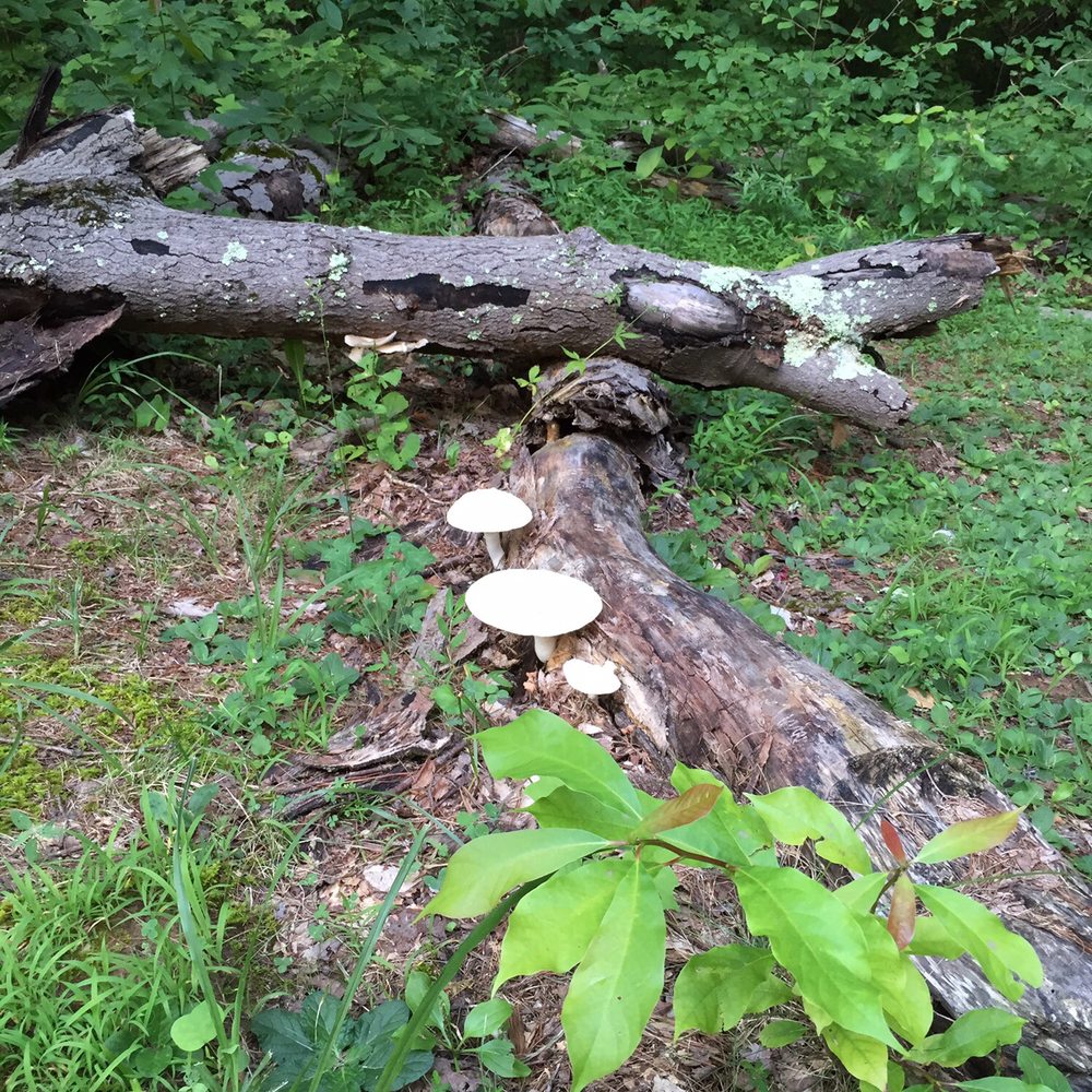 The size of these mushrooms!?