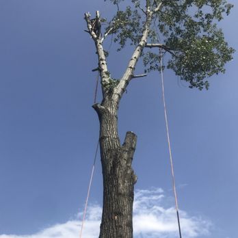 Southtex Fence & Trees - Tree Services Near Me Southtex Fence & Trees - Tree Services Near Me