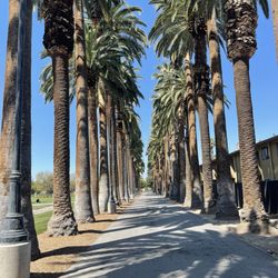 California Baptist University - 98 palms trees