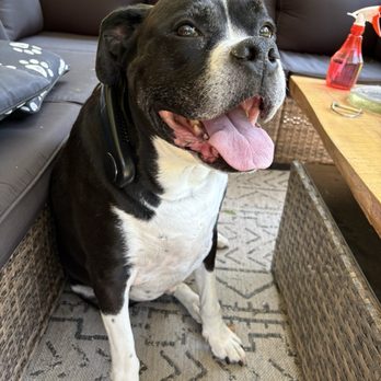 Roadside Veterinary Clinic - Tesla (Buba) always excited to see his friends at the vet! - Veterinarians Near Me - Highland, Michigan
