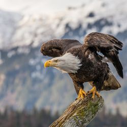 Bald Eagle Hvacr Service