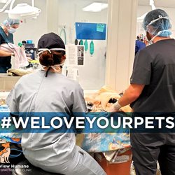 Mountain View Humane - We Love Your Pets