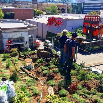 Rooftop - You don't see many living roofs in the East Bay! - New American Near Me - Walnut Creek, California