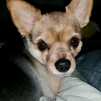Alexander's Pet Grooming - My fur baby after grooming. - Pet Groomers Near Me - Midvale, Utah Alexander's Pet Grooming - My fur baby after grooming. - Pet Groomers Near Me - Midvale, Utah