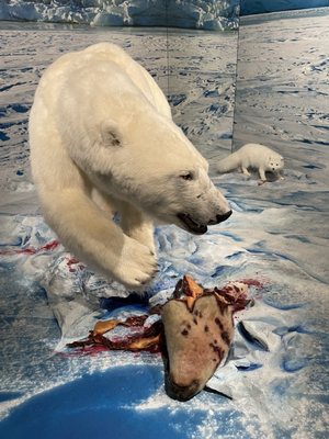 Prince of Wales Northern Heritage Centre by null