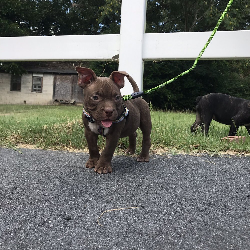 Gordon Animal Clinic - Walking pups outside clinic - Veterinarians Near Me - Gordon, Georgia Gordon Animal Clinic - Walking pups outside clinic - Veterinarians Near Me - Gordon, Georgia