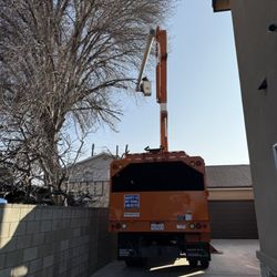 Anthony's Tree Service - Here on of our bucket truck operators reducing a large Ash tree in Rosemead, CA.