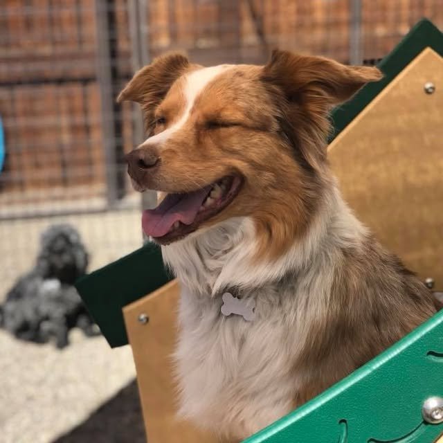The Dog House Image