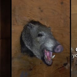 Open Country Taxidermy