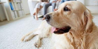 Blue Valley Pet Care - pet boarding facility in Overland Park, KS