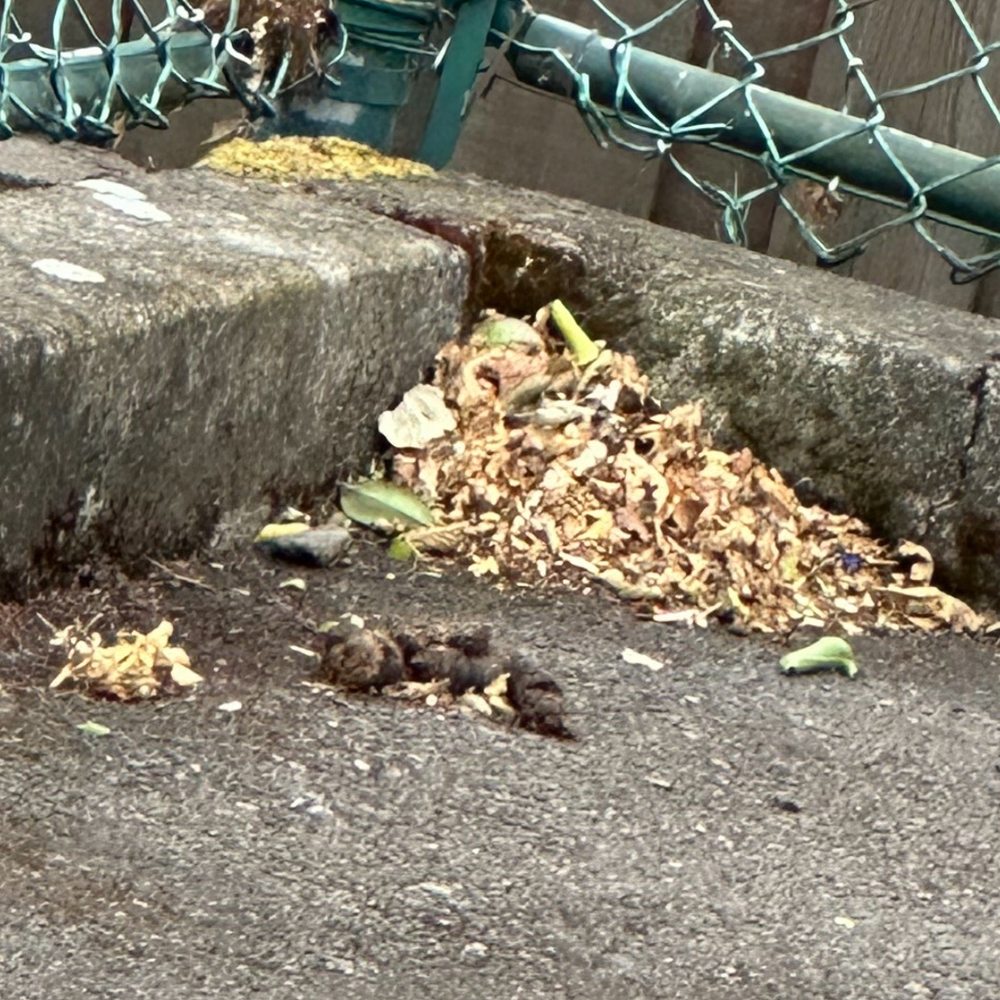 Brentwood Estates - One of many piles of dog poop - Apartments Near Me - Springfield, Oregon Brentwood Estates - One of many piles of dog poop - Apartments Near Me - Springfield, Oregon