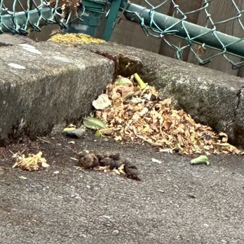 Brentwood Estates - One of many piles of dog poop - Apartments Near Me - Springfield, Oregon Brentwood Estates - One of many piles of dog poop - Apartments Near Me - Springfield, Oregon