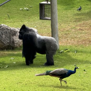 Jardim Zoológico de Lisboa - Zoos Near Me - Lisbon, 11