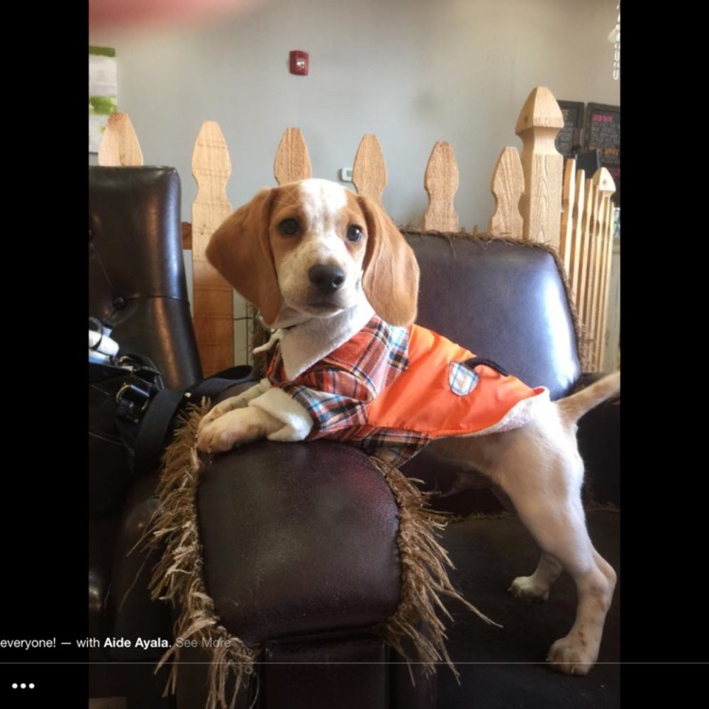 Furry Beginnings - Scotch - Pet Groomers Near Me - Gilbert, Arizona Furry Beginnings - Scotch - Pet Groomers Near Me - Gilbert, Arizona