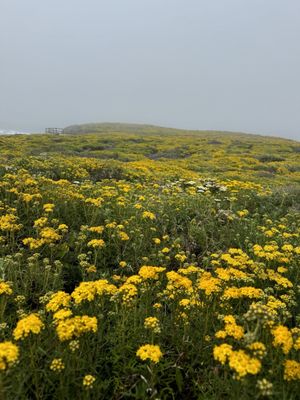 Garrapata State Park by null