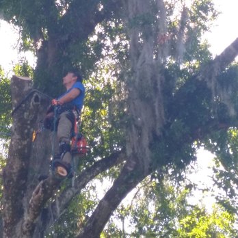 Dave's Tree Service - Tree Services Near Me - Palm Coast, Florida
