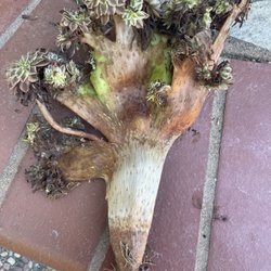 Jiamei Garden USA - This is what I received.