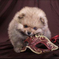 Teacup Pomeranian Puppies For Sale - Get a pure breed Pomeranian puppy! Call or text now: 310-6978177