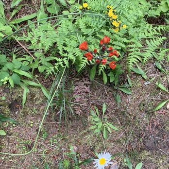 Bonners Ferry Log Inn - Flowers - Hotels Near Me - Bonners Ferry, Idaho